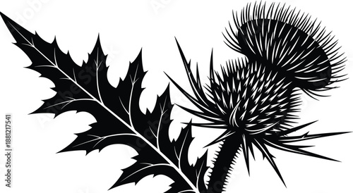 Detailed Thistle Flower Silhouette with Sharp Spiky Leaf and Bloom Isolated on White Background for Scottish Heritage National Emblem Botanical Design and Vector Illustration