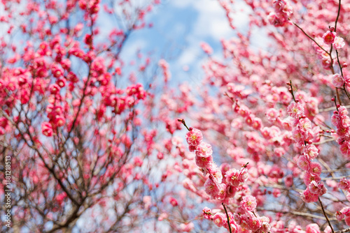 春の訪れを告げる梅の花