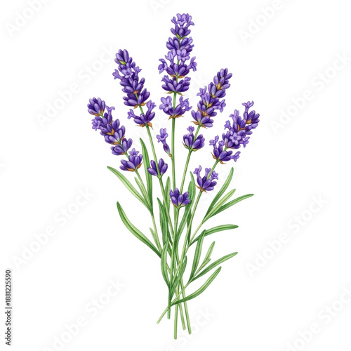 Ultra-realistic studio photograph of an elegant watercolor illustration of fresh purple lavender flowers, detailed botanical art on a transparent background, top-down view. Concept of natural