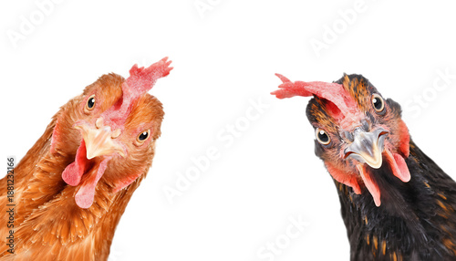 cock and hen