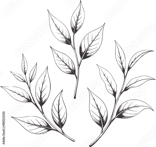 Detailed pencil of three tea branches with leaves botanical plant