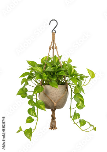 High-angle shot of a lush, variegated pothos plant with heart-shaped leaves trailing from a rustic speckled ceramic pot, suspended by a jute hanger against a transparent studio background, concept of