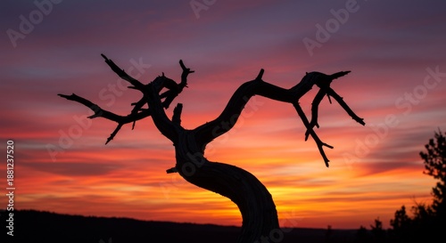 Silhouette of a Dead Tree Against a Vibrant Sunset Sky
