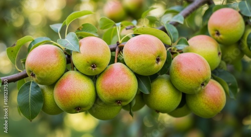 Ripe Pears on a Branch