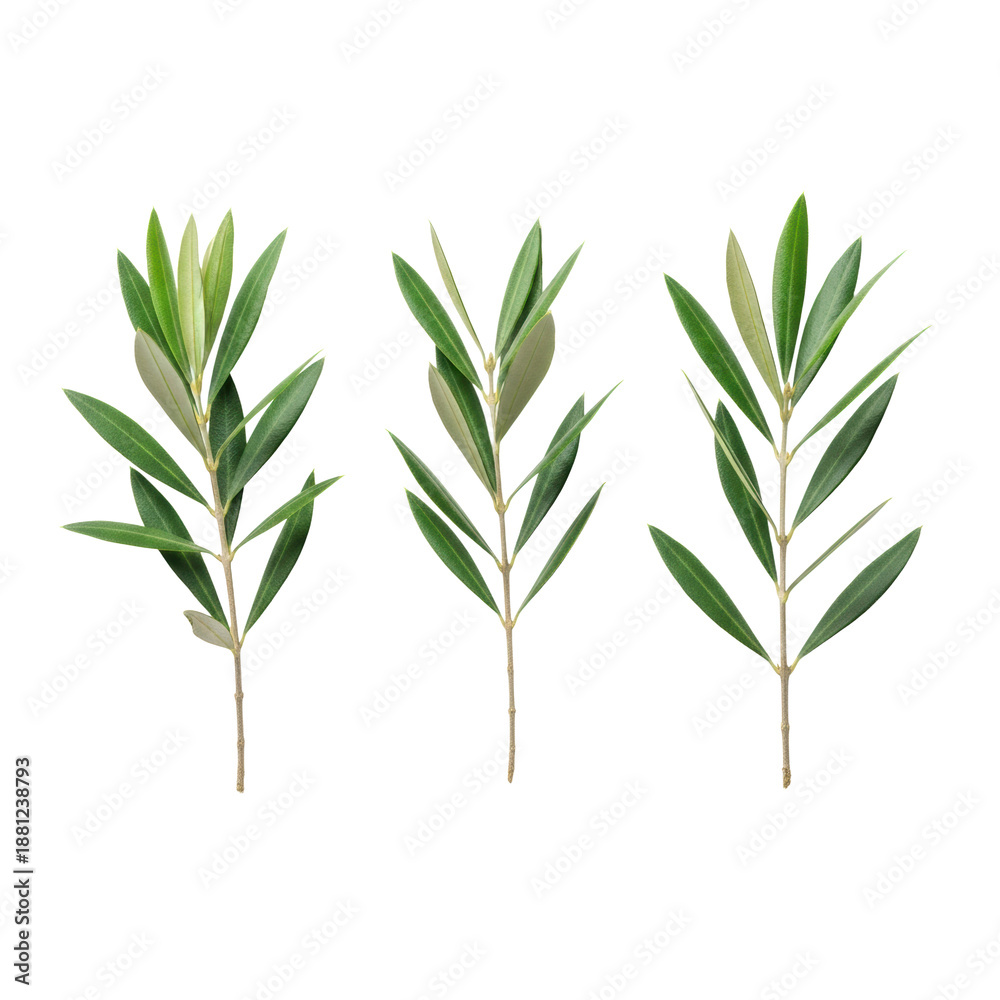 Obraz premium Four ultra-realistic fresh olive tree branches with crisp green leaves and brown stems, isolated on a shadowless white background, clean flat lay studio shot. Concept of mediterranean nature and