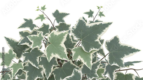 Variegated Ivy Plant with Green and Cream Leaves