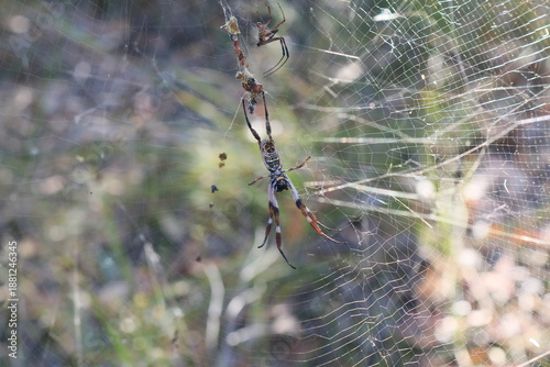 Принти на полотні spider's arachnid