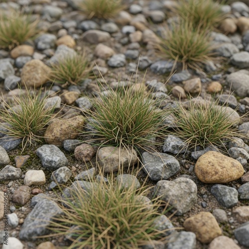 Small Green Plants Growing Among Rocks.