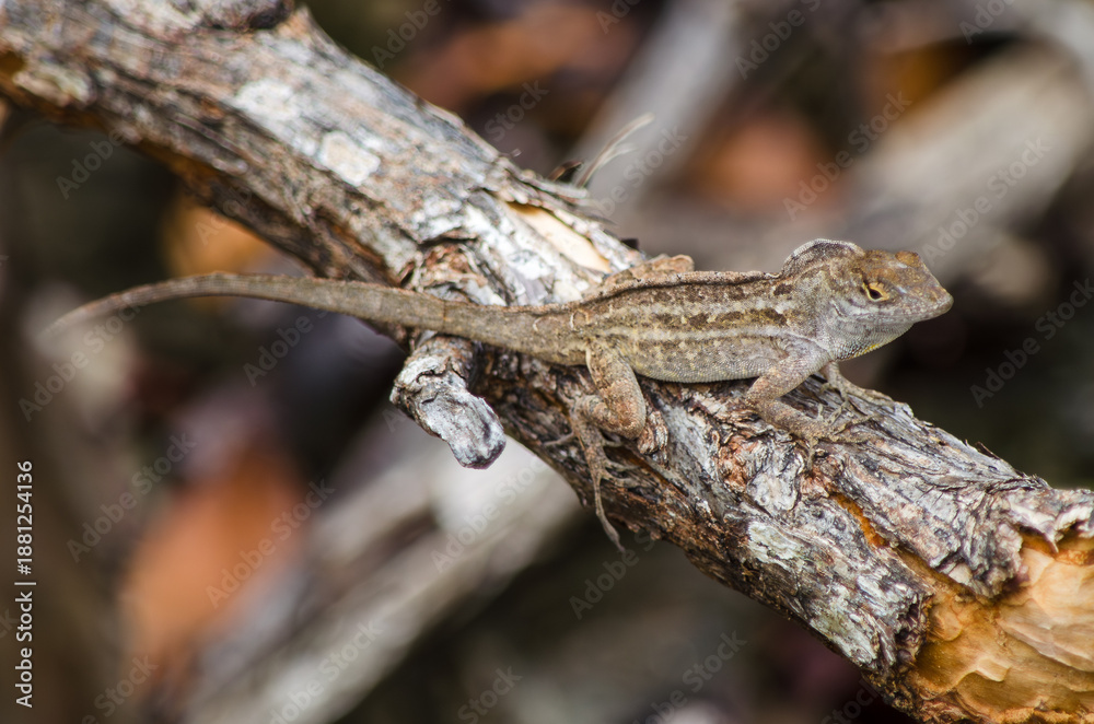 Obraz premium lizard on a tree