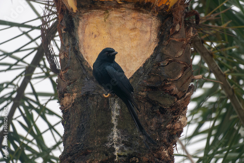 A black Drongo (Dicrurus macrocercus)  bird is perched on the trunk of a palm tree, surrounded by textured bark