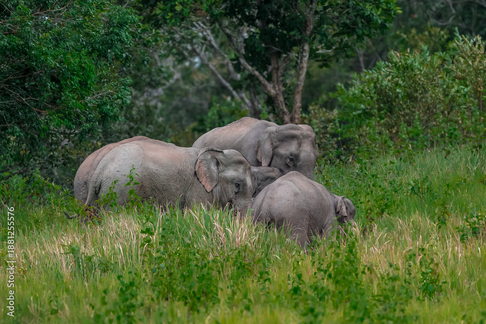 Fototapeta premium Its body is gray, its snout is called the trunk. The trunk of the Asian elephant has only one beak. Thailand.