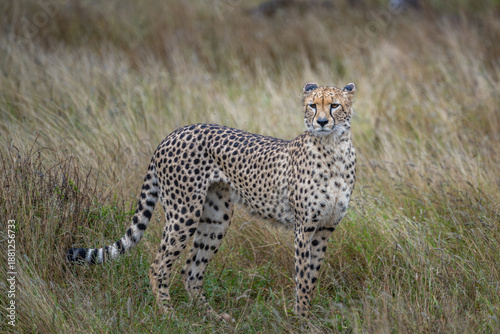 Cheetah standing in tall grass