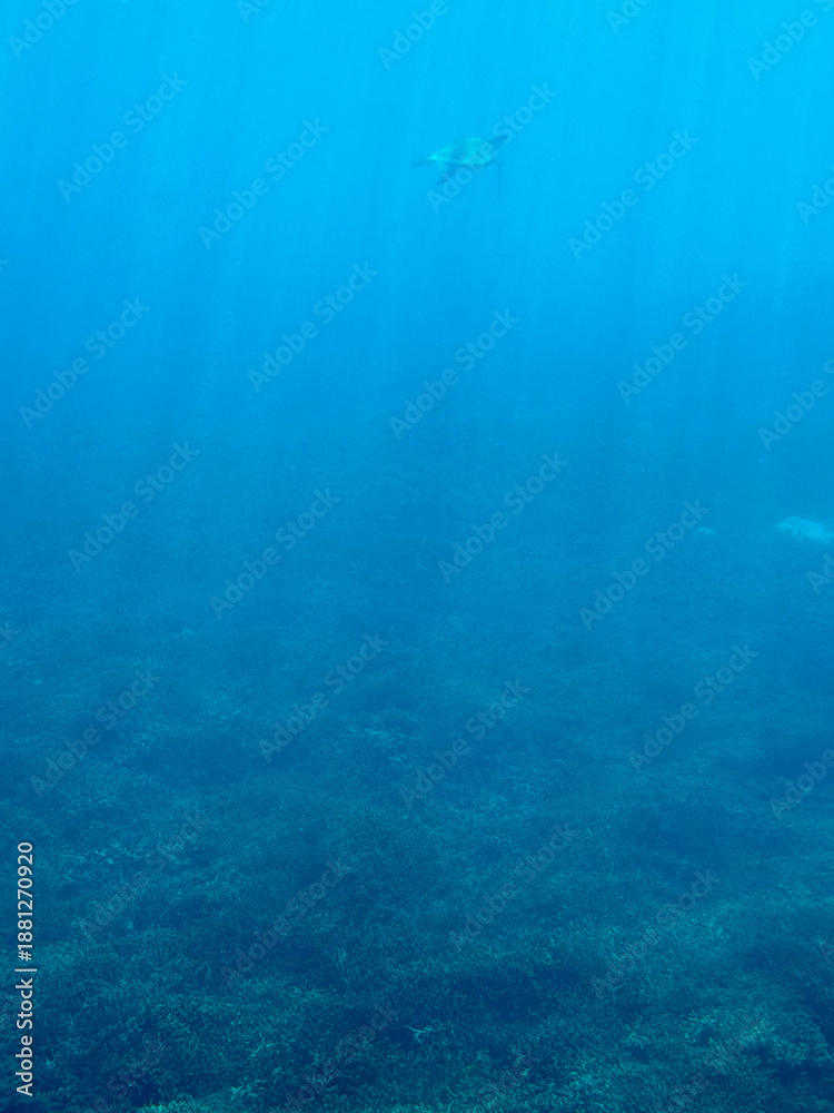 Fototapeta premium 青い海と海亀