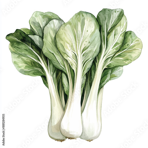 Watercolor illustration of fresh bok choy vegetables isolated on white background.
