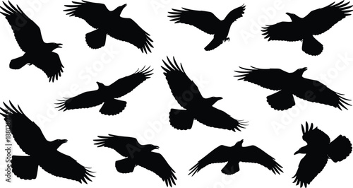 Black and white vector illustration set of flying crow and raven silhouettes, large wild bird icons isolated on white background for nature design,