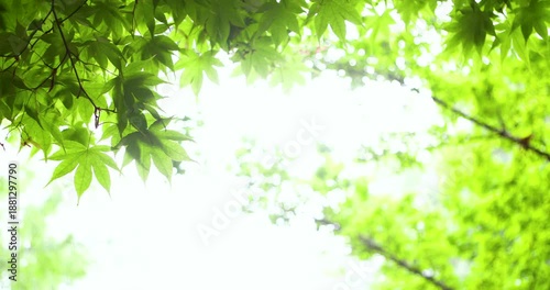 Whispering Leaves Dancing in the Gentle Breeze