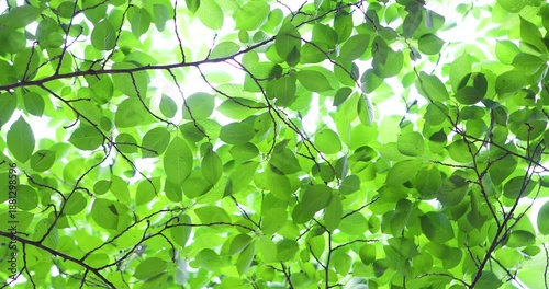 Whispering Leaves Dancing in the Gentle Breeze