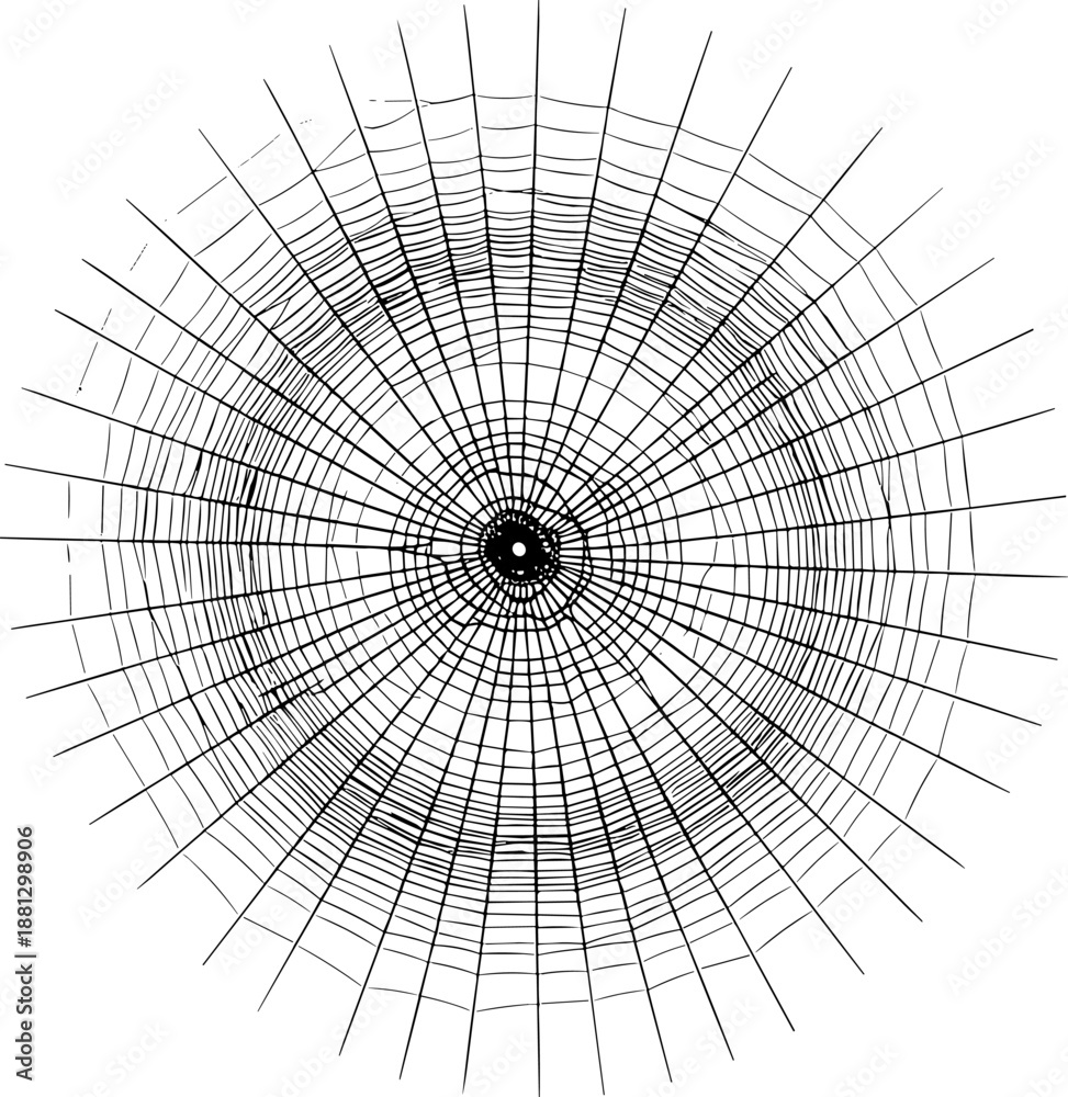 Obraz premium Realistic spider web vector illustration, detailed circular cobweb isolated on white background, spooky halloween nature element, intricate silk net, geometric pattern