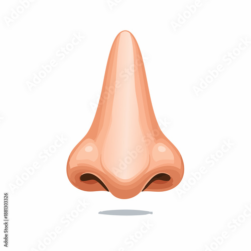 Human Nose Illustration Anatomical Structure; Olfactory Organ Facial Feature Detailed Vector Artwork