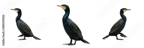 Set of three Great Cormorants (Phalacrocorax carbo) in different standing and walking poses isolated on white background