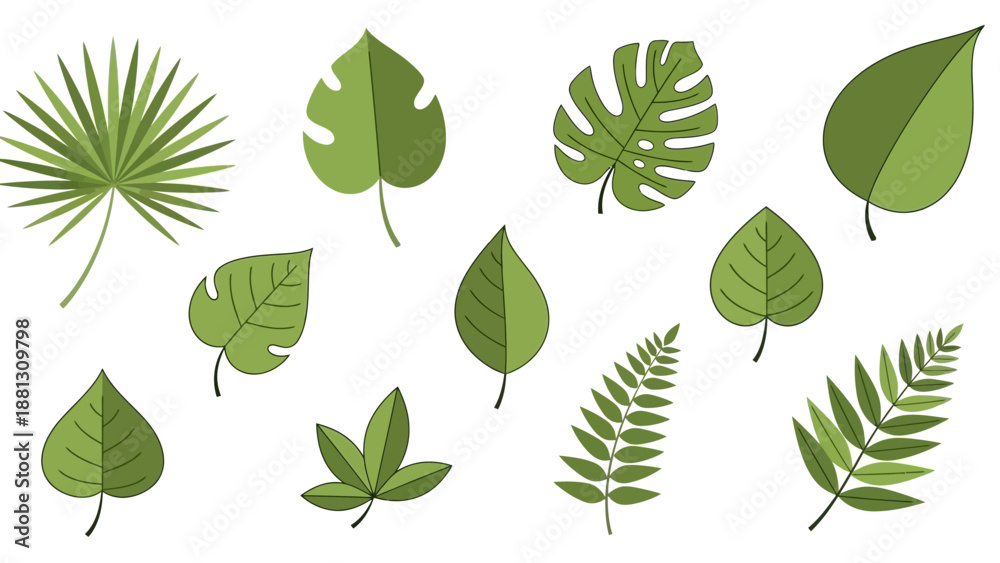 Fototapeta premium Collection of various green leaves.