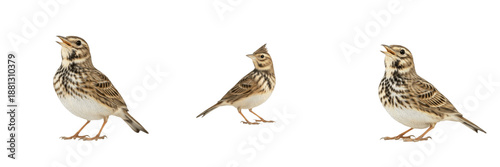 Фотография : Small Crested Lark birds singing and chirping isolated on white background set