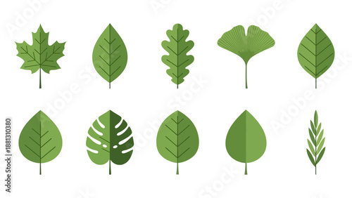 Variety of green leaf shapes.