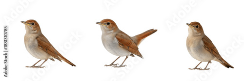 Bild auf Leinwand Common Nightingale bird perched on a tree branch in nature background