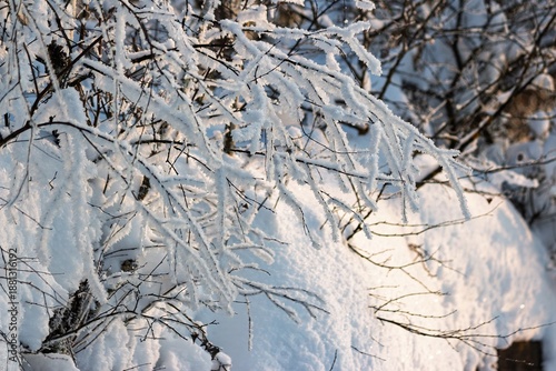 Wallpaper Mural Delicate hoarfrost clings to bare branches, sparkling like diamonds under the warm glow of the late afternoon winter sun. Enchanting frozen scene Torontodigital.ca