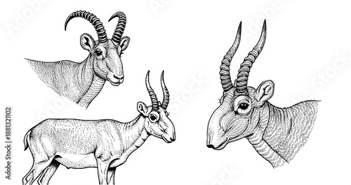 Saiga antelope engraving illustration for rare luxury brand identity