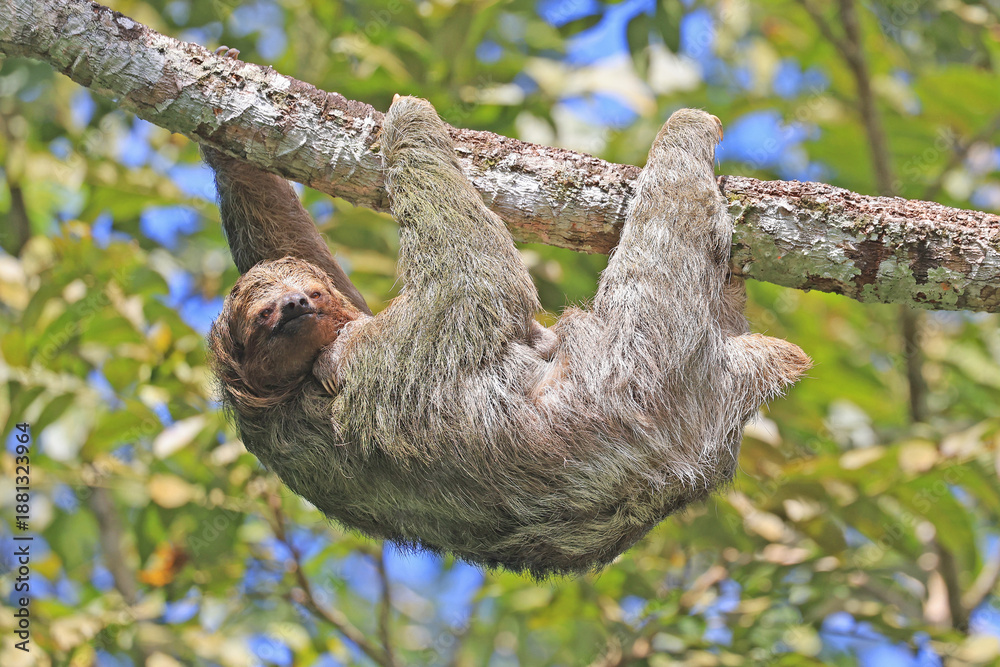 Fototapeta premium Sloth portrait hanging on the tree branch in the forest, Costa Rica