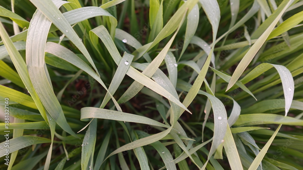 Obraz premium Fresh green grass blades with sparkling water dew drops and young sprouts growing in soil as a concept of nature renewal growth and ecology