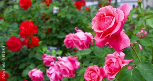 Graceful Roses Swaying Softly in the Breeze