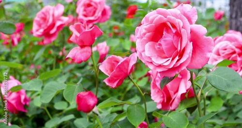 Graceful Roses Swaying Softly in the Breeze