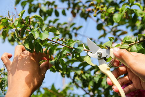 Foto Pruning tree branches with pruning shears. Plant care. Gardening.
