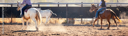 Photography Western Rider Herding Brahman Cattle in Dusty Arena at Sunset