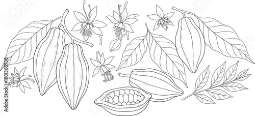 cocoa bean set, chocolate plant with leaves, flowers, and fruit pods