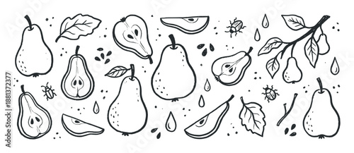 Hand drawn black and white pear illustration set with whole fruits, slices, halves, leaves, and seeds in a rustic doodle style with a graphic, monochrome linocut texture