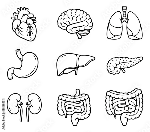 Hand drawn line art human internal organs set featuring heart, brain, lungs, liver, kidneys, stomach, and intestines for medical and educational purposes