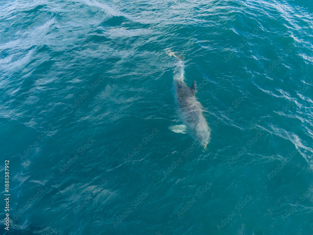 Naklejka premium Abstract Capture of a Dolphin