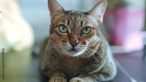close up of cat