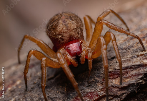 Wallpaper Mural Woodlouse hunting spider crawling on bark Torontodigital.ca