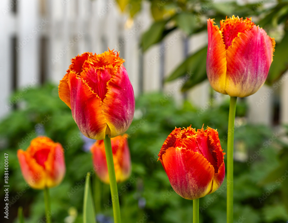 Fototapeta premium spring tulip flower in the green blurred background
