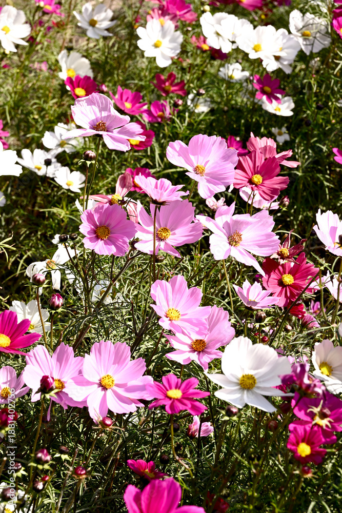 Naklejka premium 神戸布引ハーブ園の晩秋の花と紅葉