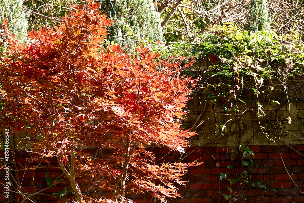 Fototapeta premium 神戸布引ハーブ園の晩秋の花と紅葉