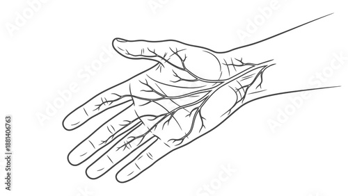 Detailed illustration of human hand anatomy