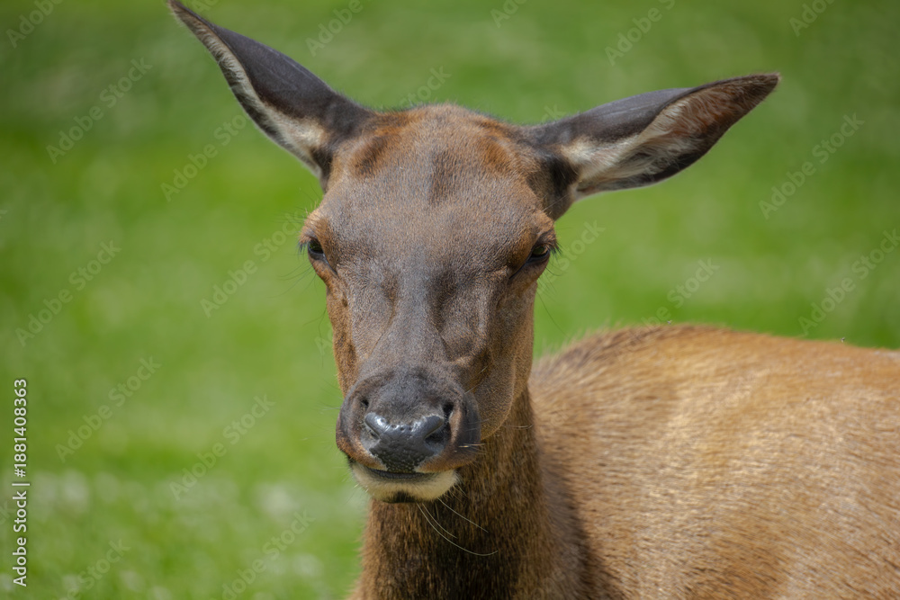 Fototapeta premium Elk in Yellowstone National Park