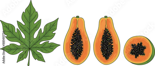 Papaya fruit illustration set with whole leaf, halved papaya, and sliced papaya in bright tropical style