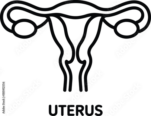 Uterus female reproductive organ black line illustration