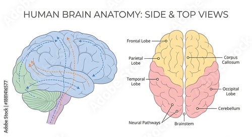 Brain Anatomy Illustrated: An intricate illustration providing side and top views of the human brain's anatomy, highlighting key areas, neural pathways, and their functions